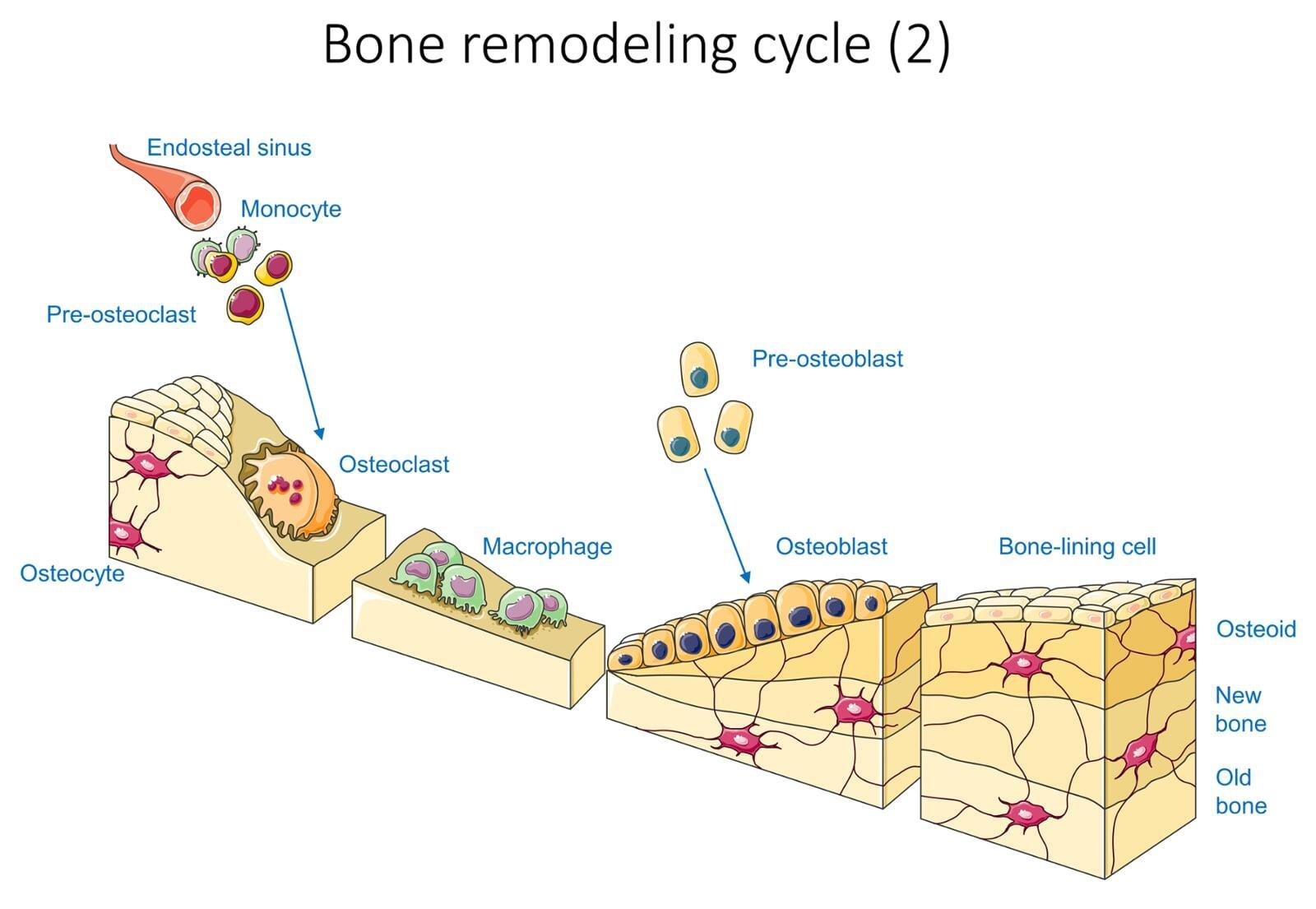 Bone Remodeling Cycle Bone Remodeling Cycle