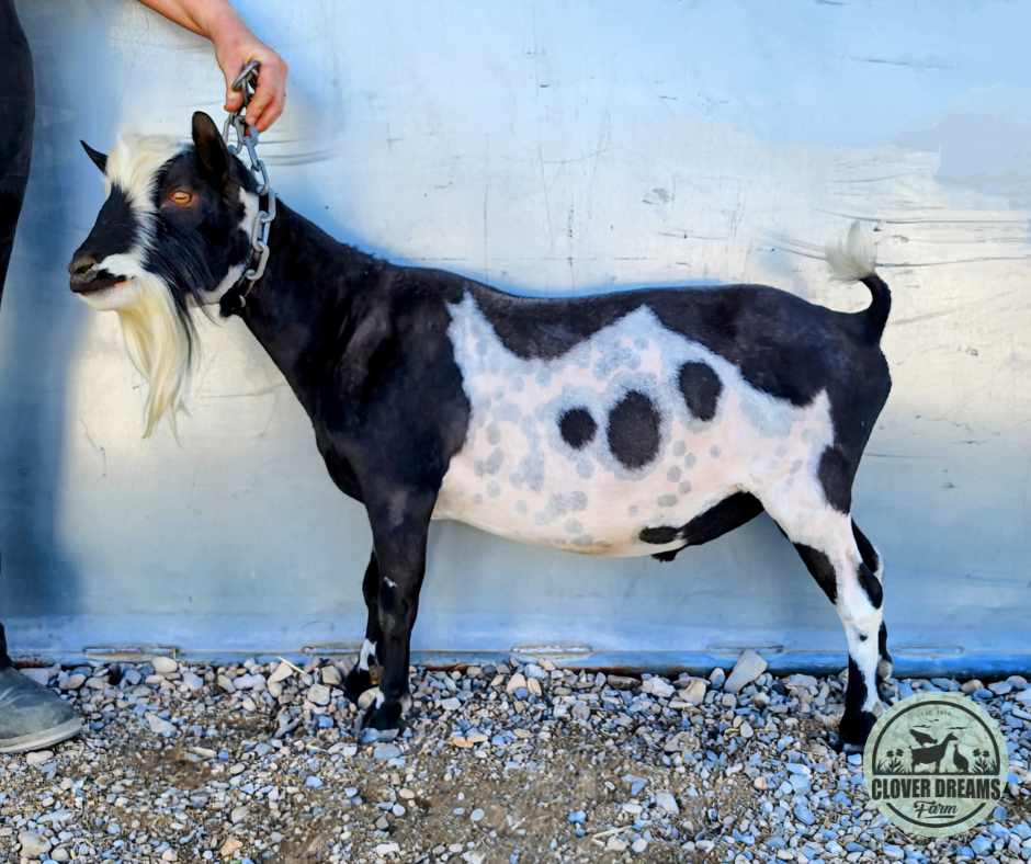 Black and White Male Goat with Moon spots Black and White Male Goat with Moon spots