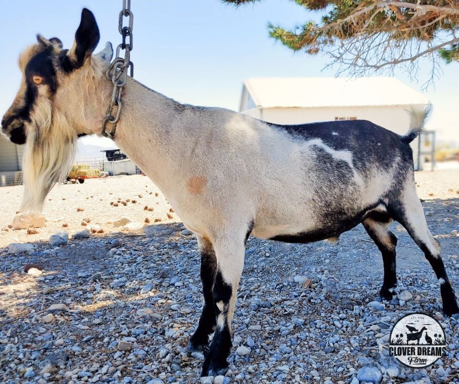 Black and White Male Goat with Moon spots 