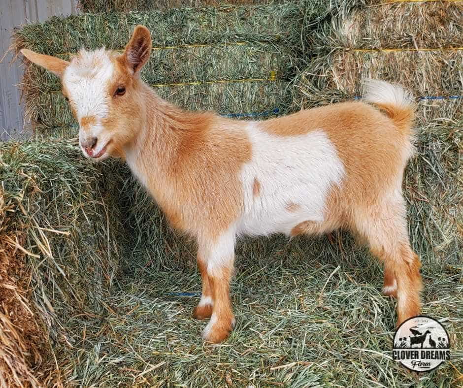 Gold Nigerian Dwarf