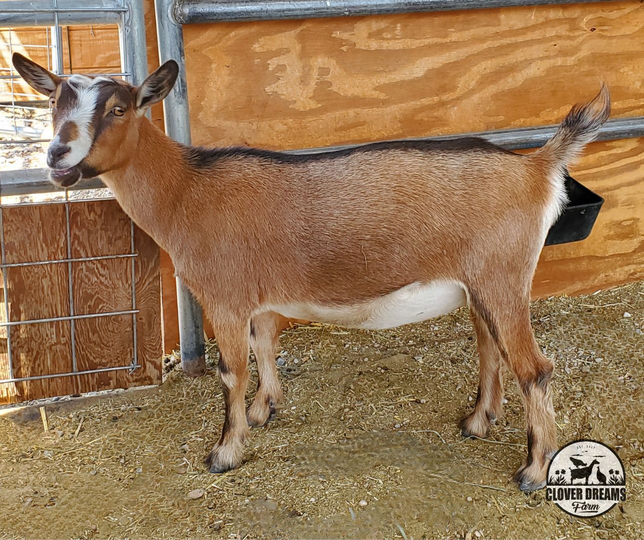 Chamoisee Brown and White Nigerian Dwarf