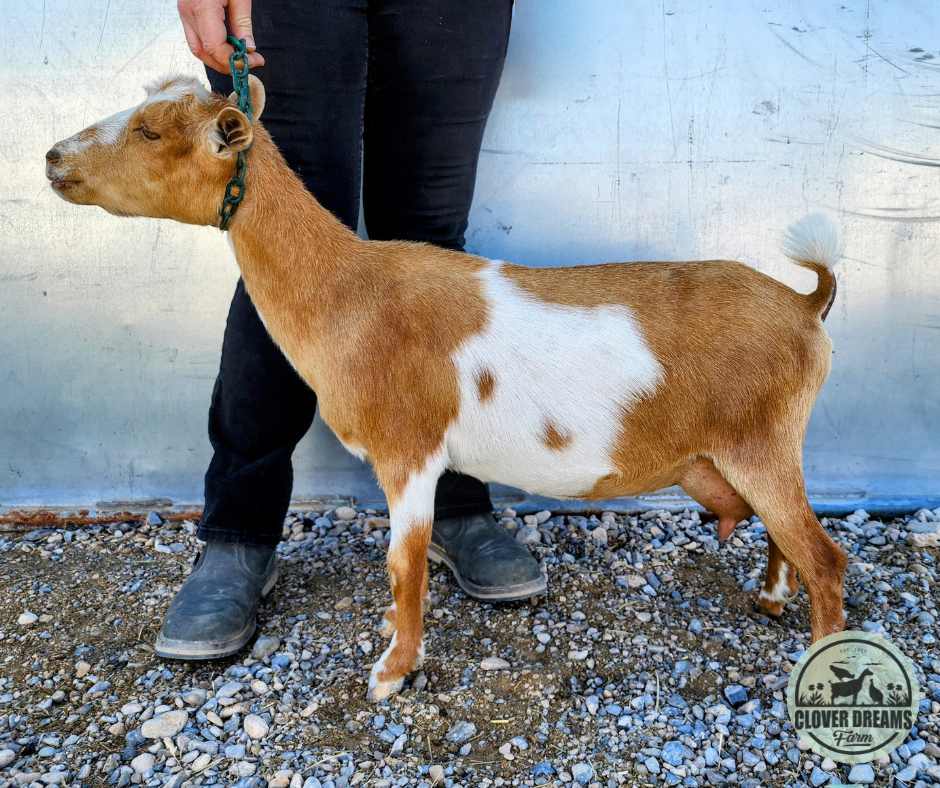 Gold Nigerian Dwarf Gold Nigerian Dwarf