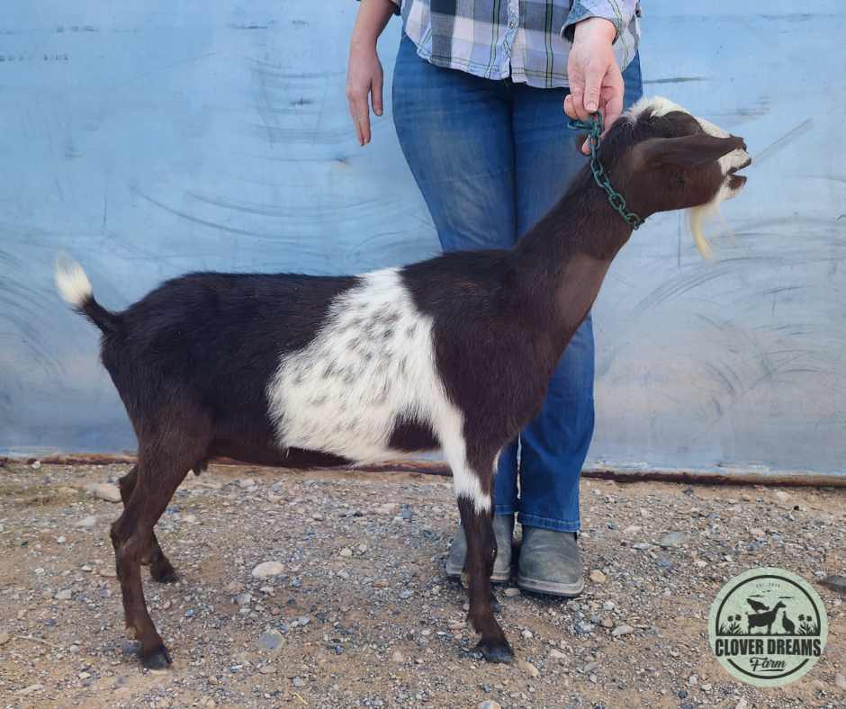 White & Chocolate Nigerian Dwarf Goat White & Chocolate Nigerian Dwarf Goat