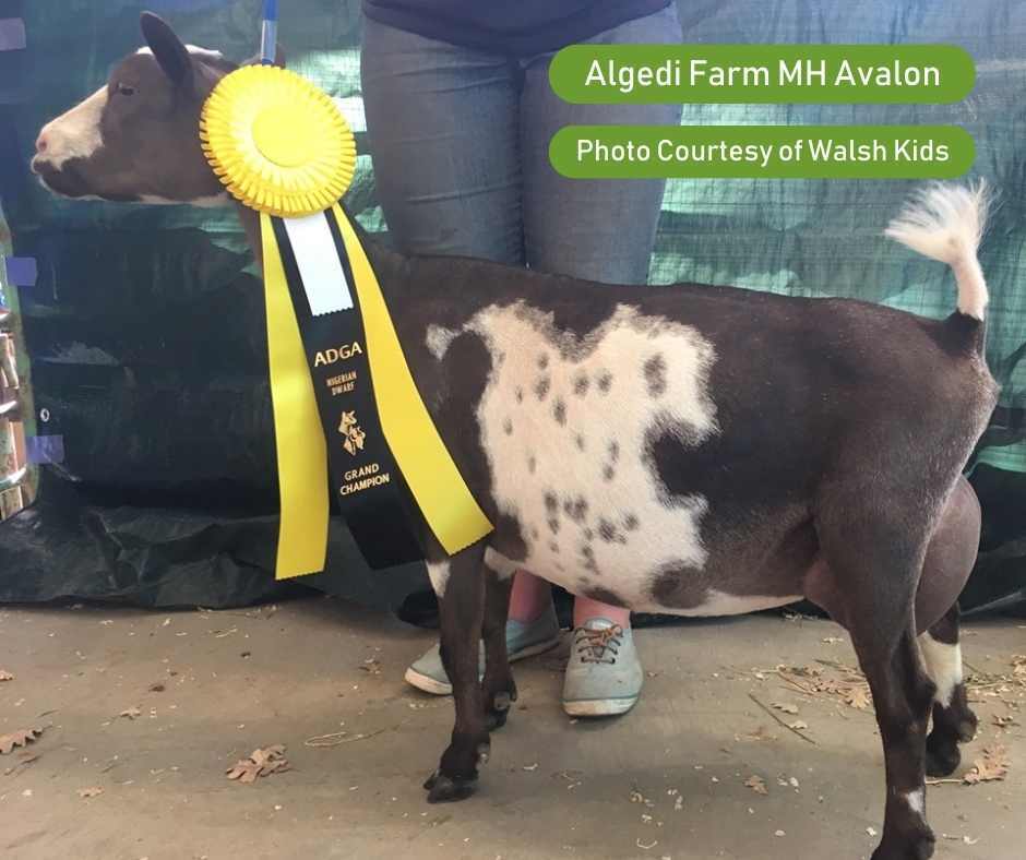 Buckskin Doe - Anna Buckskin Doe - Anna