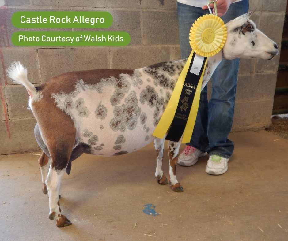 Buckskin Doe - Anna Buckskin Doe - Anna