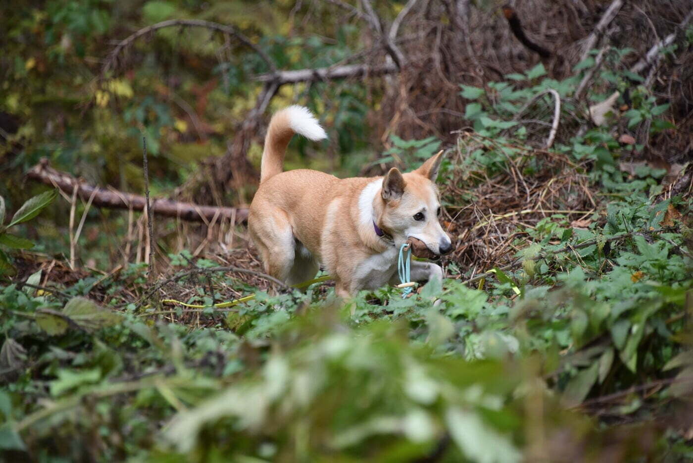 Survival Hunting mit Hund - sinnvolle Beschäftigung Survival Hunting mit Hund - sinnvolle Beschäftigung