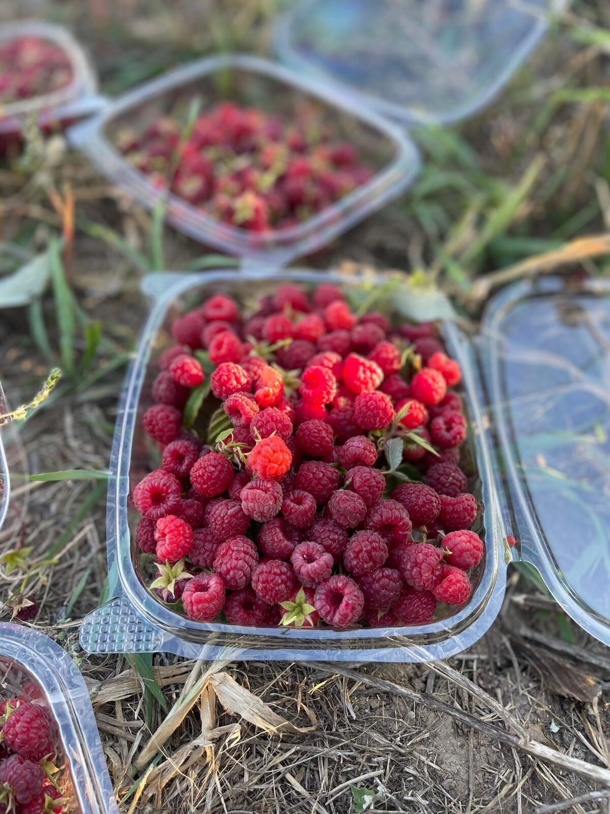 Berry Bushes Fruit trees Strawberries Raspberries Gooseberries Currants Berry Bushes Fruit trees Strawberries Raspberries Gooseberries Currants