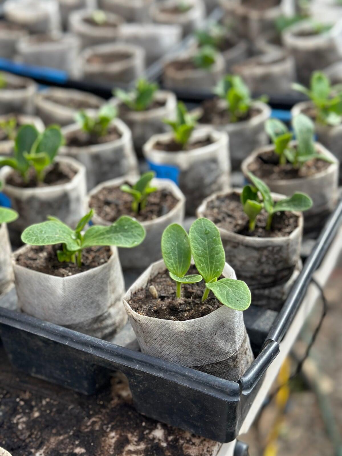 Garden Seedlings and Starts Garden Seedlings and Starts