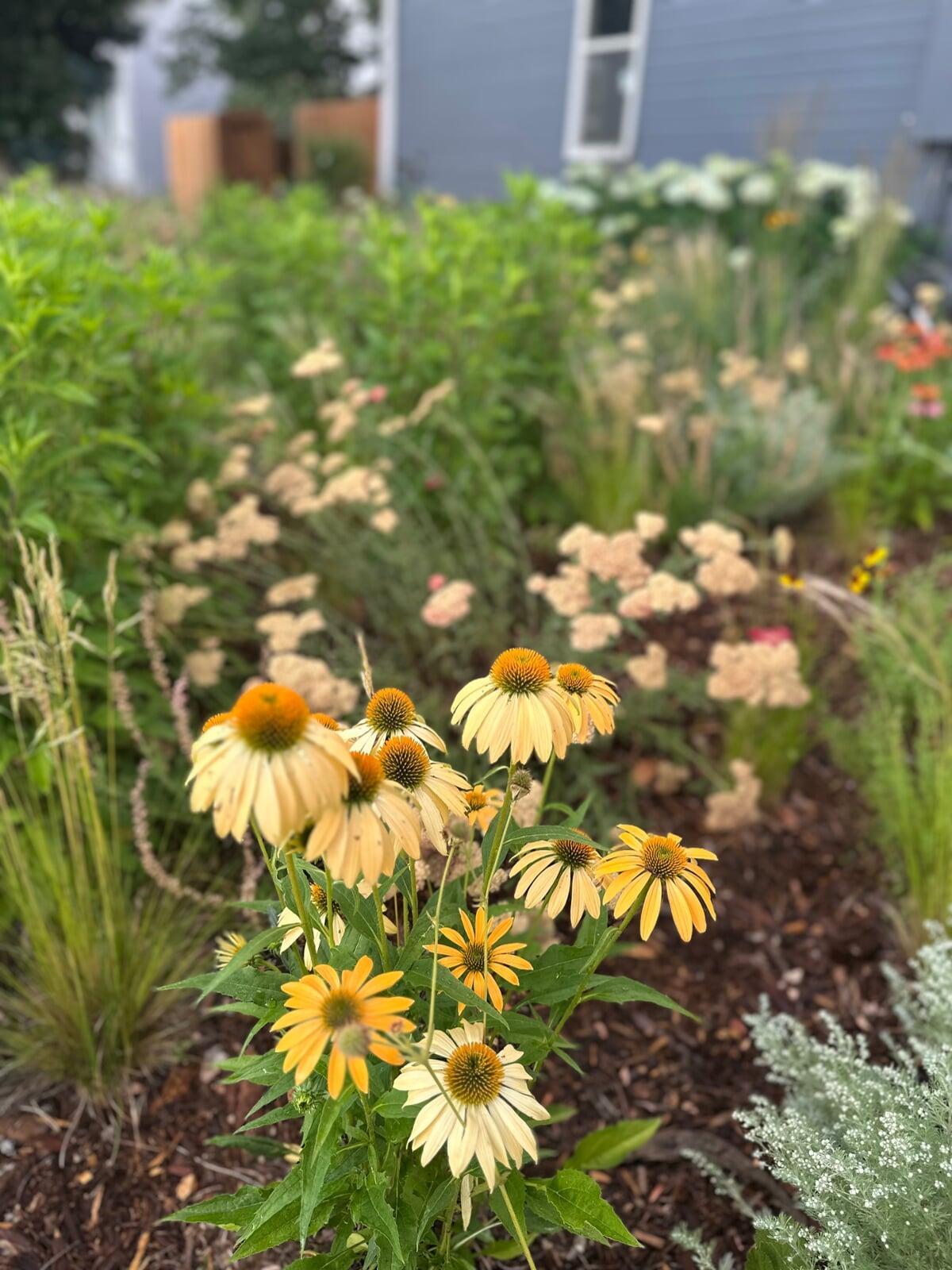 Annual and Perennial Flower seedlings starts quarts and gallons Annual and Perennial Flower seedlings starts quarts and gallons