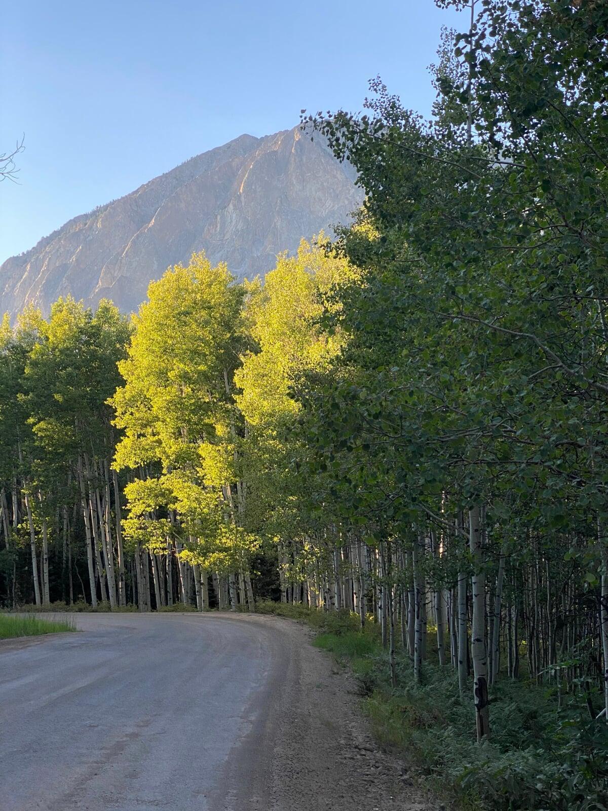 Evergreen Decidious Trees Shrubs landscaping Evergreen Decidious Trees Shrubs landscaping