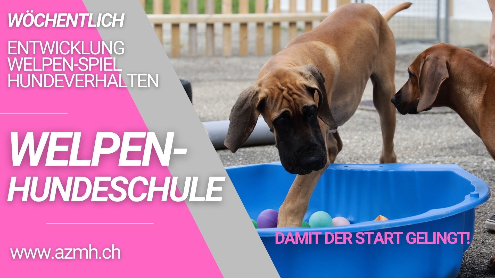 Gruppenstunden für Welpen und Hunde