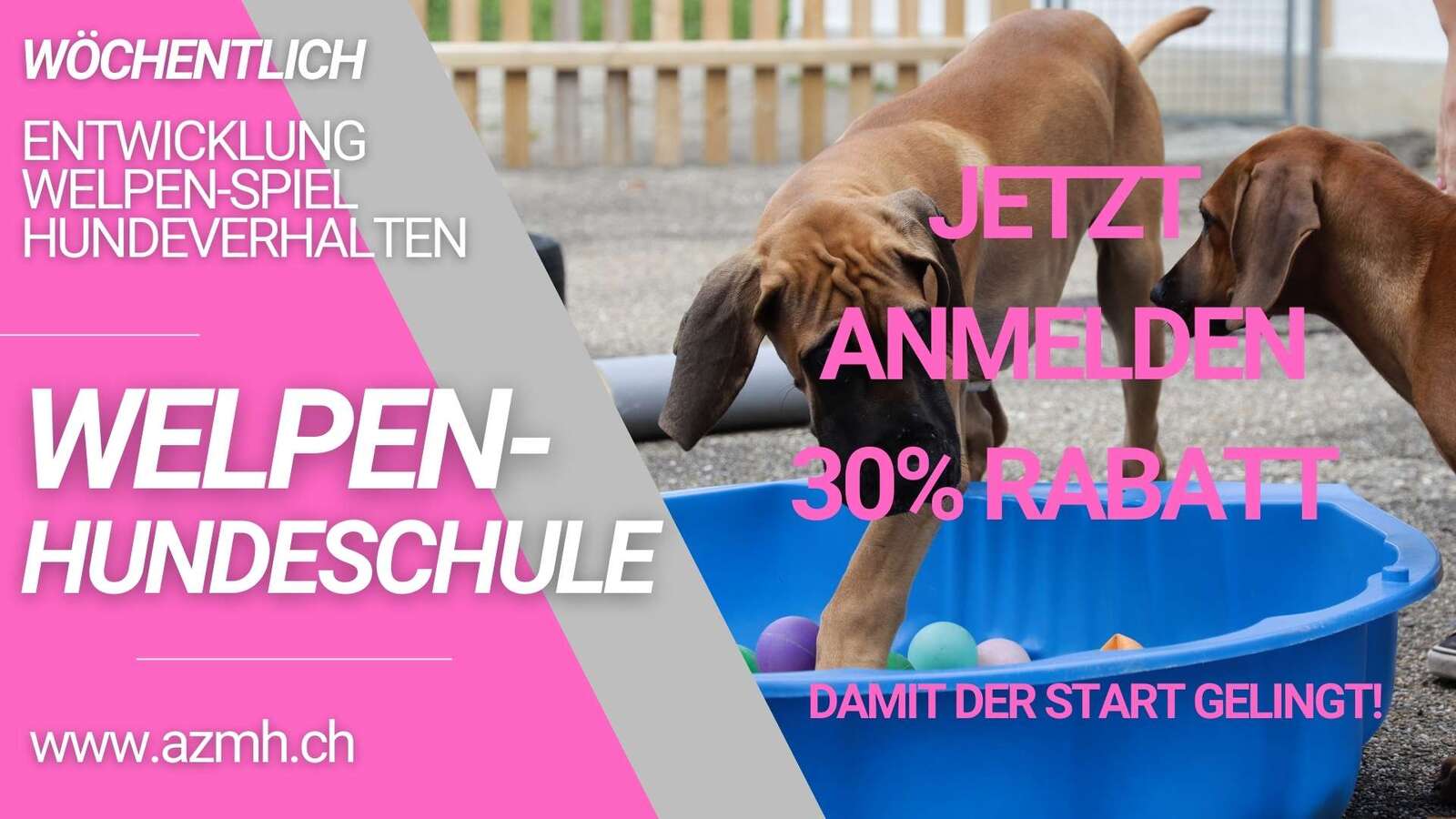 Gruppenstunden für Welpen und Hunde