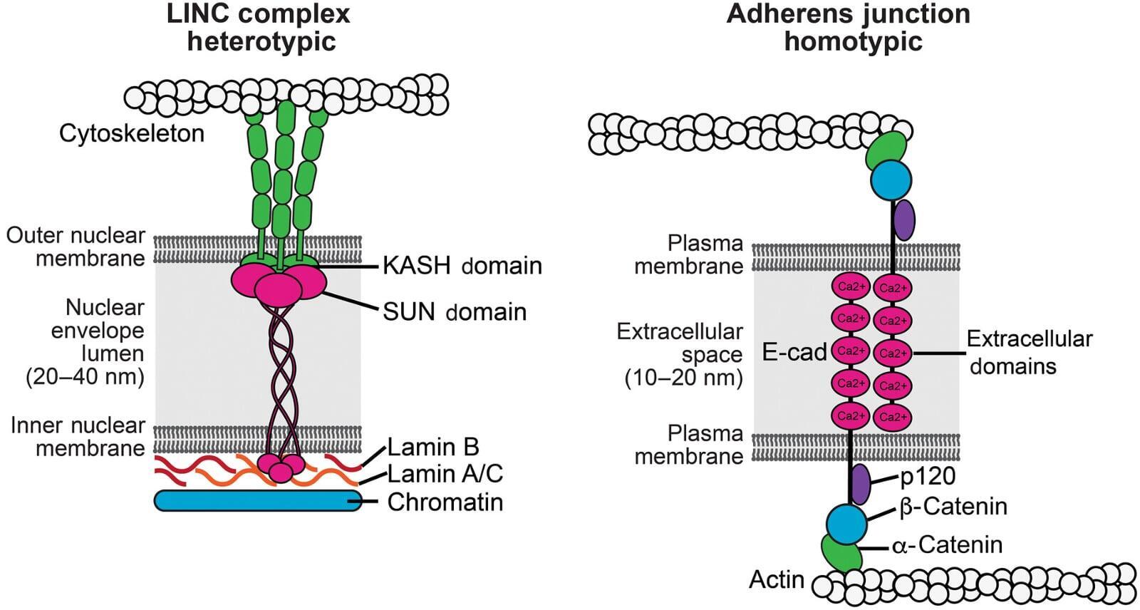 LINC complex diversity, tissue-specific configuration, or remodeling in response to cellular context. LINC complex diversity, tissue-specific configuration, or remodeling in response to cellular context.