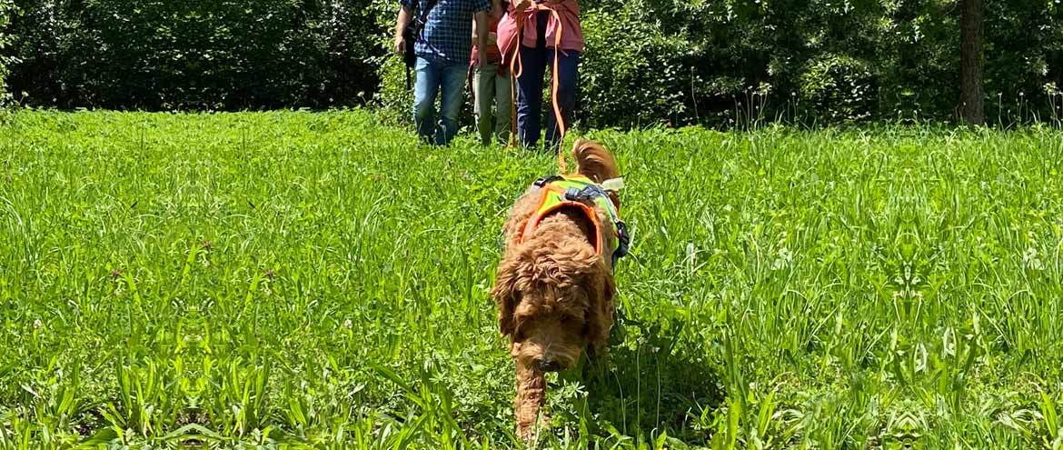 Gruppenstunden für Welpen bis Adult-Hunde Gruppenstunden für Welpen bis Adult-Hunde