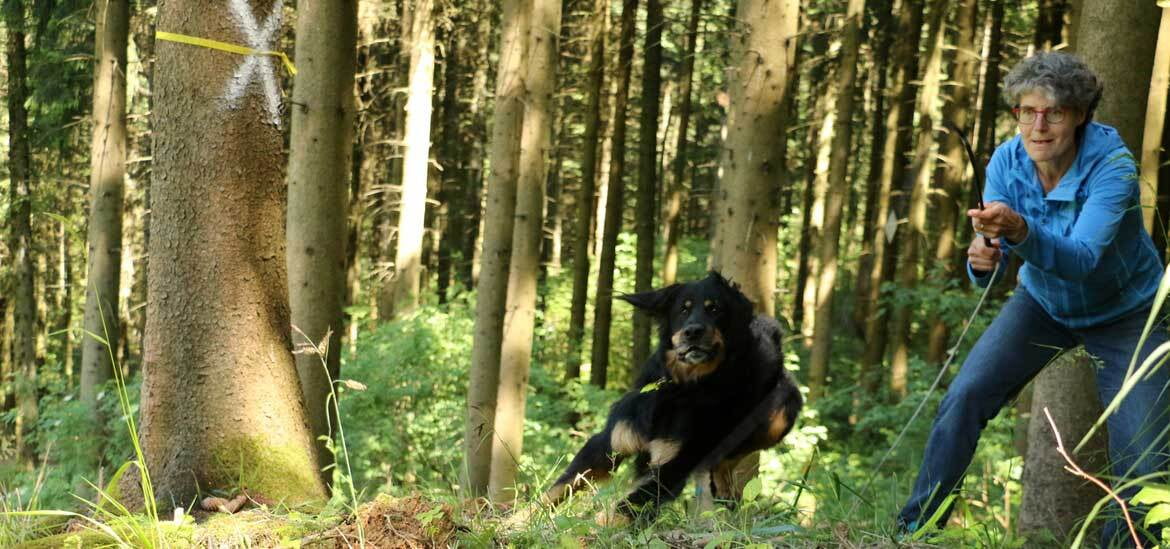 Parcours - sinnvolle Beschäftigung für aktive Hunde Parcours - sinnvolle Beschäftigung für aktive Hunde