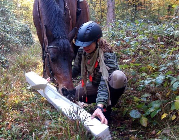 Mit Hund und Pferd - sinnvolle Beschäftigung Mit Hund und Pferd - sinnvolle Beschäftigung
