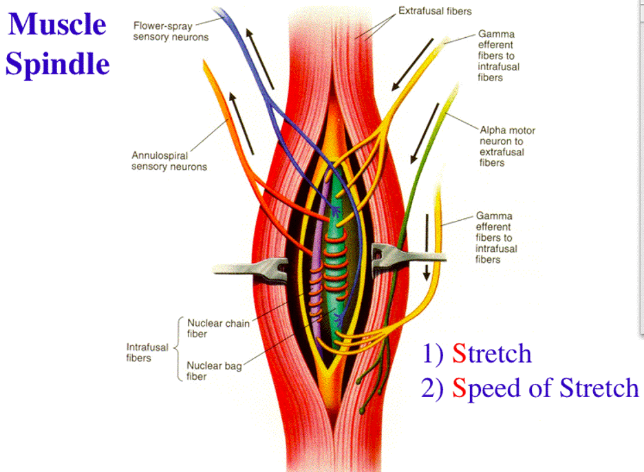 Diagram showing structure of muscle spindles and sensory fibers involved in proprioceptive signaling.