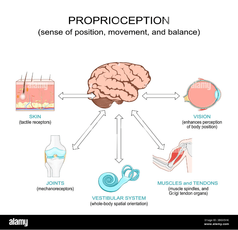 Illustration of Proprioception Pathways from the brain