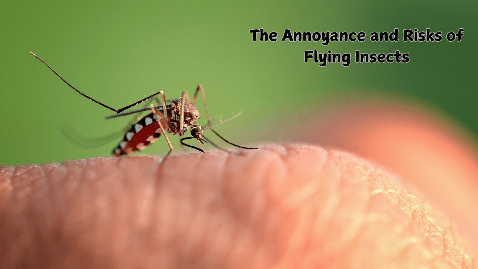 The Annoyance and Risks of Flying Insects