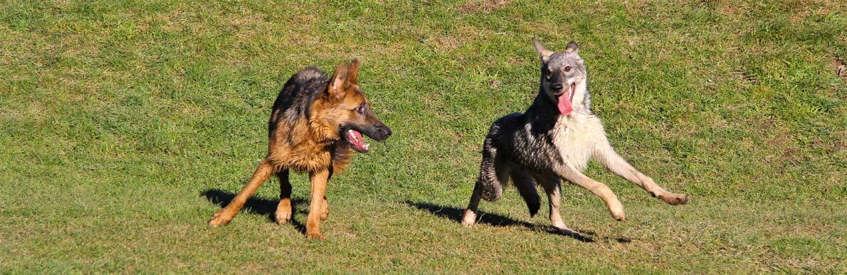 Spiel Hund-Hund Workshop