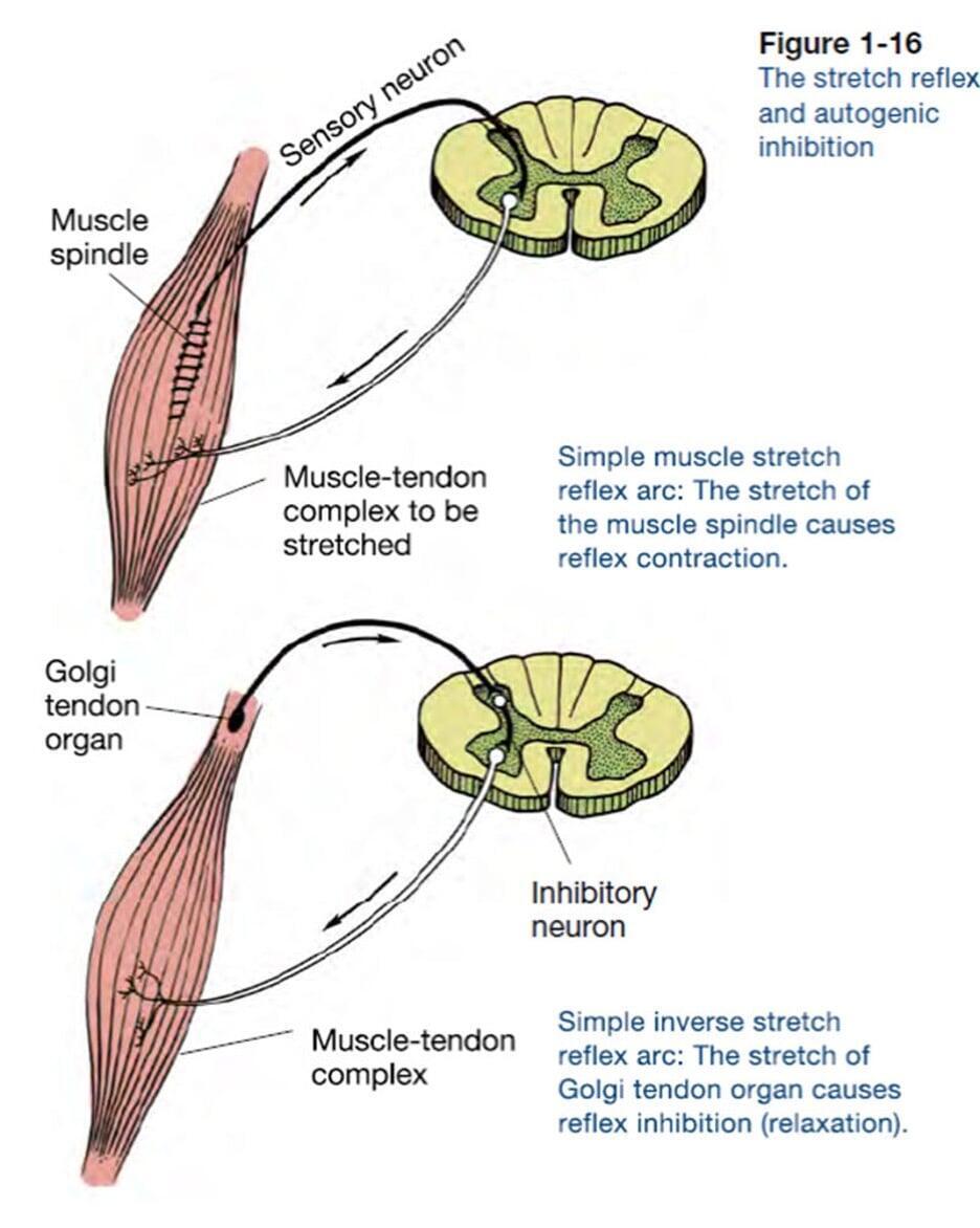 Diagram of a Golgi tendon organ showing sensory receptors involved in muscle tension feedback. Diagram of a Golgi tendon organ showing sensory receptors involved in muscle tension feedback.
