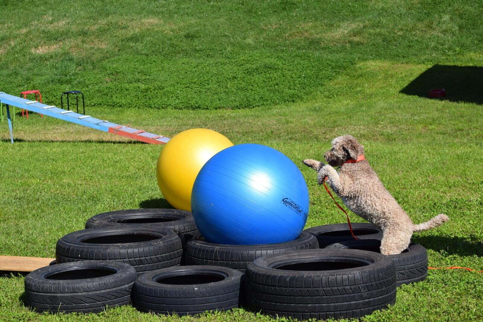 Agility Kopf und Körper