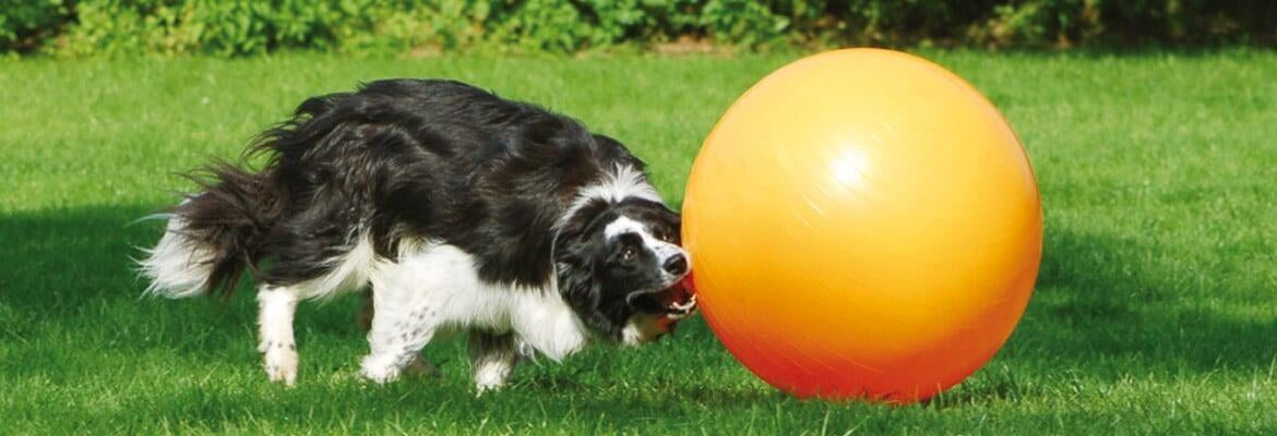 Treibball - sinnvolle Beschäftigung für aktive Hunde Treibball - sinnvolle Beschäftigung für aktive Hunde