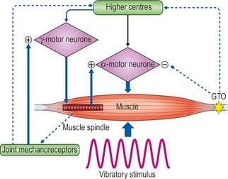 mechanotransduction explained