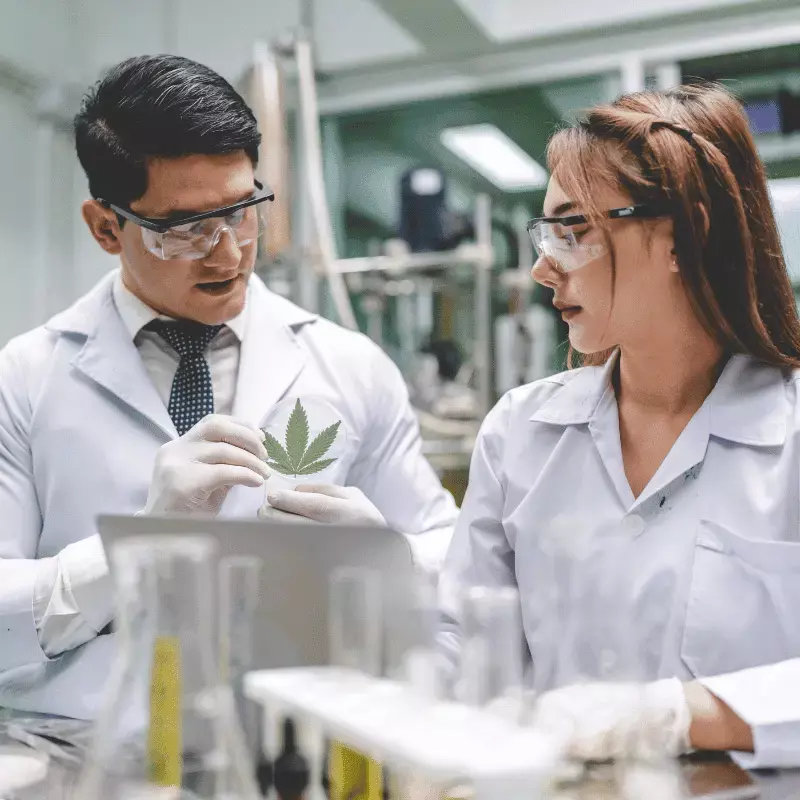 kratom enthusiasts choose zohm kratom enthusiasts choose zohm