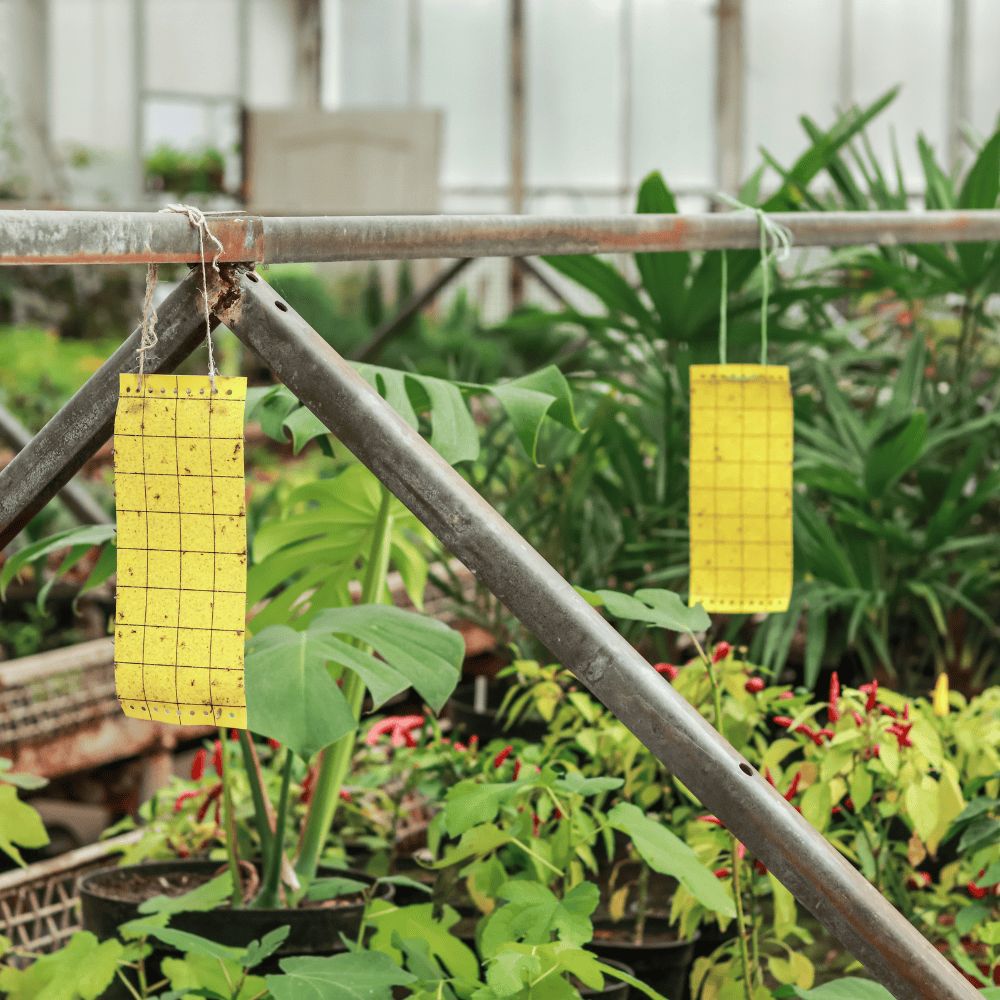 Insect Traps for Gardens  Insect Traps for Gardens
