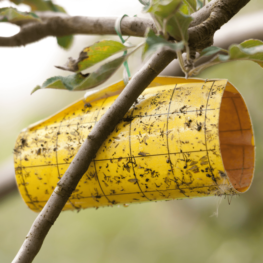 Insect Traps for Gardens  Insect Traps for Gardens