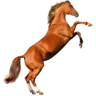 caballos caballos