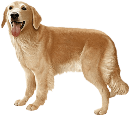 perros perros