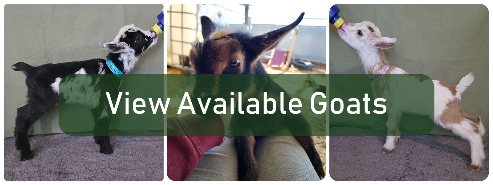Nigerian Dwarf Goats For Sale