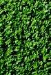 Fairway II turf Fairway II turf