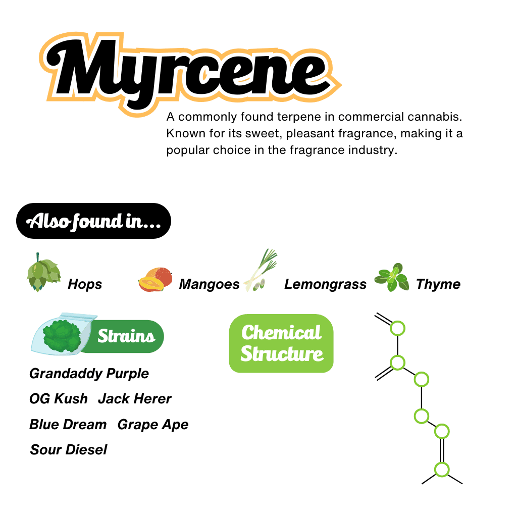 Myrcene Terpene Infographic Myrcene Terpene Infographic