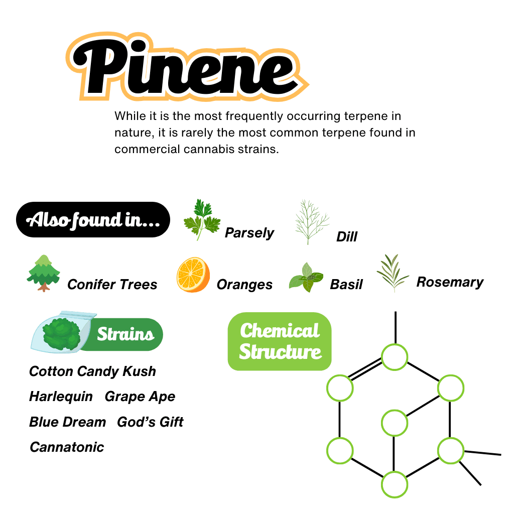 Pinene Terpene Infographic Pinene Terpene Infographic
