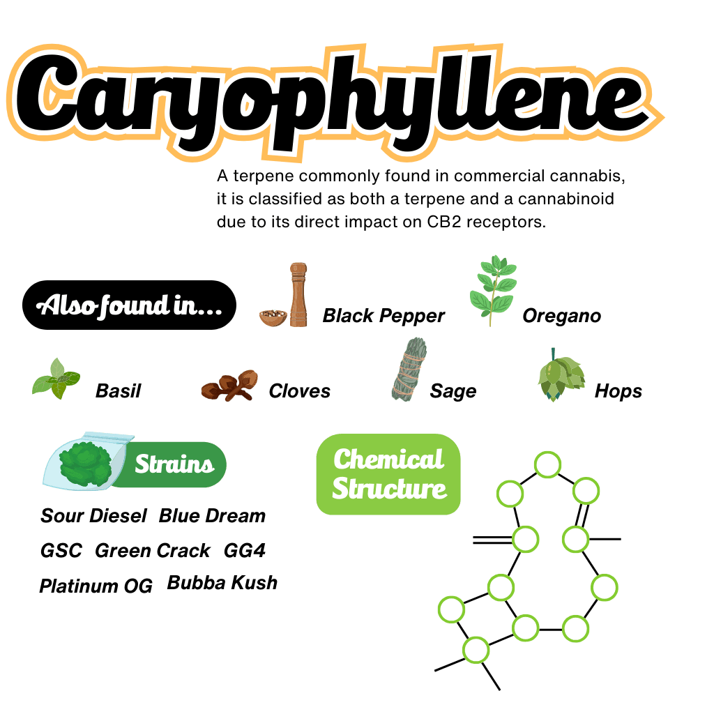 Caryophyllene Terpene Infographic Caryophyllene Terpene Infographic