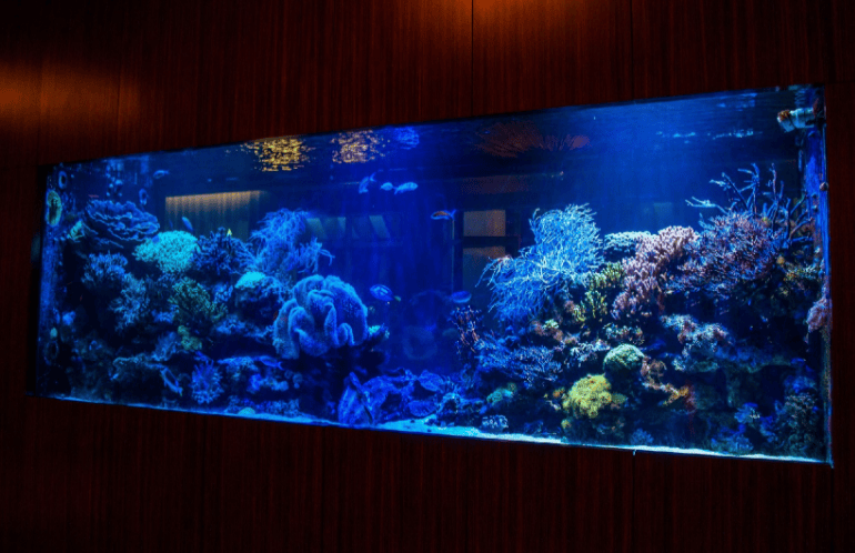 LTNCreative Aquatic Solutions - Custom Aquarium Installation LTNCreative Aquatic Solutions - Custom Aquarium Installation
