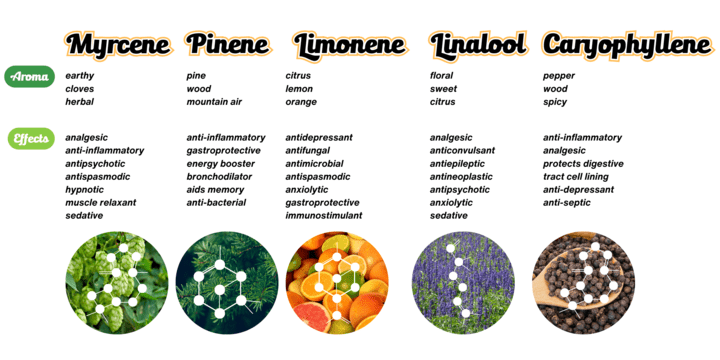 Top 5 Terpenes Infographic Top 5 Terpenes Infographic