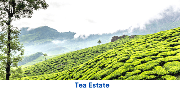 Tea Estate