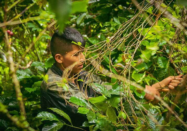 Hoja de coca en colombia