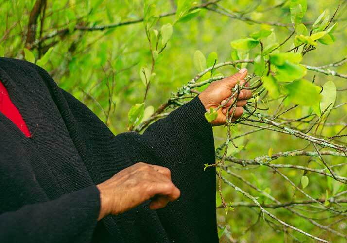Indigena coca nasa