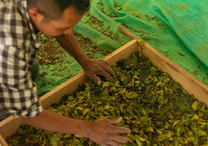 Productos legales de coca