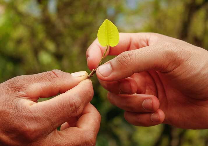La coca es super  alimento