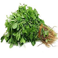 ARAI KEERAI LARGE AMARANTHUS ARITIS