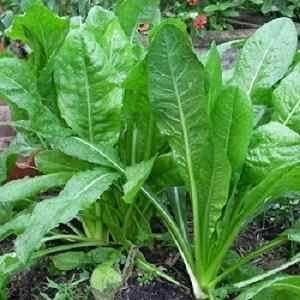 KASINI KEERAI ( CHICORY LEAVES )