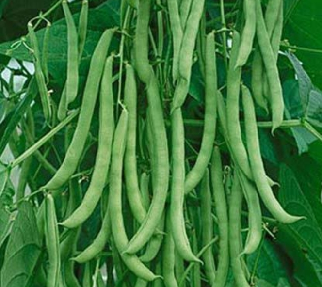 கொடி பீன்ஸ் 5 seeds||kodi beans 5 seeds
