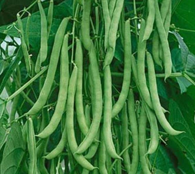 கொடி பீன்ஸ் 5 seeds||kodi beans 5 seeds