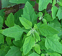 SAKARAVARTHINI KEERAI ( PIG WEED )